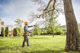 Trusted Lucerne Valley, CA Tree Removal Services Experts