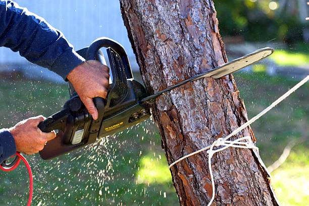 How Our Tree Care Process Works  in  Lucerne Valley, CA